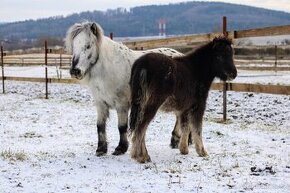 MINIHORSE - levně - 5