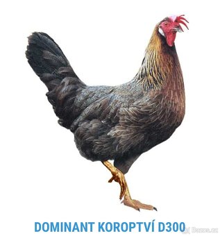 Nabídka drůbeže 2025 - 5