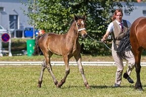 WELSH COB HŘEBEČEK na prodej - 5