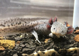 Axolotl od chovatele - axolotly.cz - 5