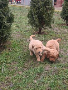 Goldendoodle - 5