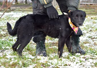 JULIA K ADOPCI - 2 ROKY, HODNÁ, KLIDNÁ, PŘÁTELSKÁ - 5