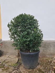 Buxusy vysoké  80-100cm - 5