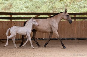 Lusitano klisna - 5