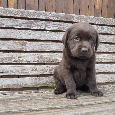 Labradorský retriever s PP -štěňata hnědá - 5