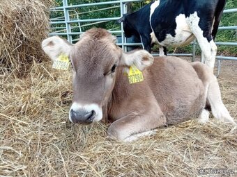 Jalovička nar. 2024 kříženka Brown Swiss - 5