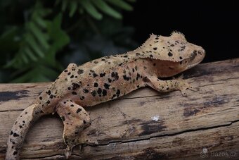 Correlophus ciliatus - Pagekon Řasnatý - 5