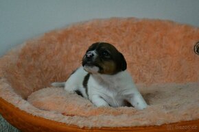 Jack Russell Terier s PP - 5