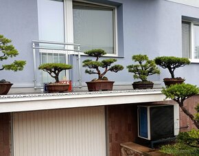 Bonsai borovice lesní  (Pinus sylvestris compressa) - 5