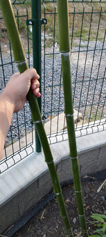 Obří mrazuvzdorný bambus phyllostachys, Vsetín - 5