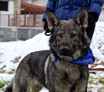 BOLEK K ADOPCI - 1 ROK, PŘÁTELSKÝ,KONTAKTNÍ,HRAVÝ - 5