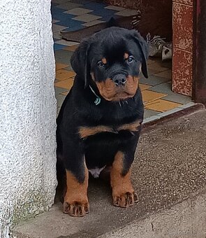 Rottweiler s průkazem původu (FCI) - 5