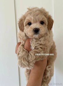 Maltipoo f1 fenka girl female - 5