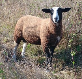 Zwartbles - 5