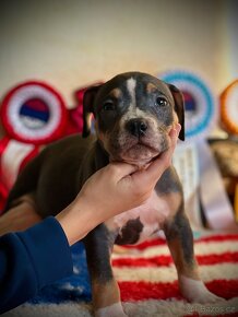 American bully ABKC - 5