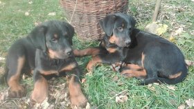 Beauceron - francouzský ovčák Krytí ne Rottweiler Doberman - 5