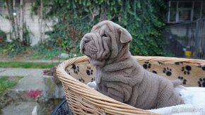 šarpej sharpei - 5