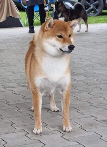 Shiba inu s PP - 5