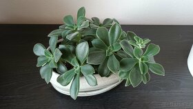 Sukulenty + kalanchoe + Anturie - 5