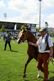 Připouštění, plemenný hřebci, welsh pony, welsh cob - 5