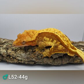 6.4.0 C. Ciliatus subadult/adult - 5
