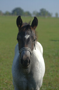 Homozygotní qh blue roan - 5