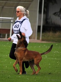 Belgický ovčák Malinois štěňata s PP - 5