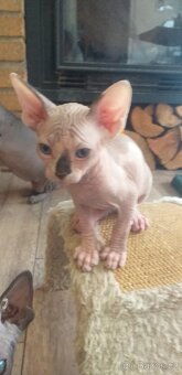 Sphynx koťata - 5