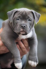 American Bully Pocket top rodokomen - 5