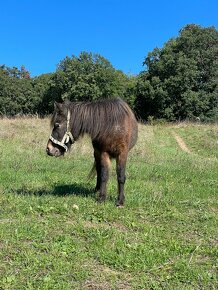 Prodám poníka šlechtěná miniappaloosa - 5