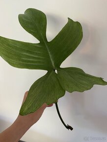 Philodendron florida ghost-řízek - 5