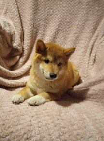 Shiba inu, úžasná fenka, bez PP. - 5