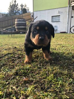 Štěňata Rottweilera - 5