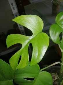 Philodendron Golden dragon var., Rhaphidophora mint - 5