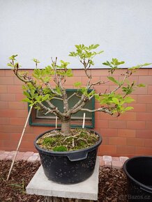 Jírovec manďal (kaštan) bonsai - 5