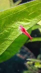 Akvarijní krevety (Neocaridina David) - 5