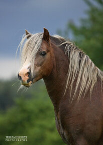 Welsh mountain pony, sekce A - 5