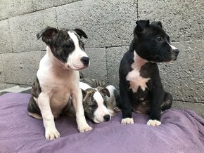 Americký stafordšírský teriér, Amstaff, Staford - 5