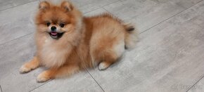 Pomeranian ke krytí - 5