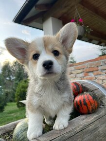 Welsh Corgi Pembroke s pp - 5