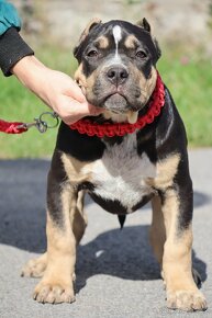 American Bully XL / XXL s PP - 5