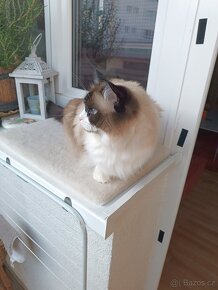 Kocourek Ragdoll - 5