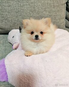 Pomeranian - 5