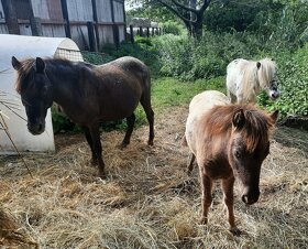 Pony,minihorse - 5