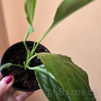 Spathiphyllum sadička - 5