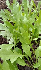 Semínka Rukola, roketa, saláty, šrucha - 5