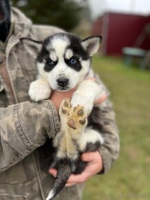 Nabízím na prodej čistokrevná štěňátka Sibiřský Husky - 5