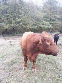 Red angus aberdeen - 5