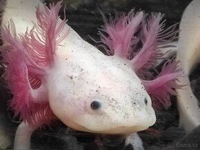 Axolotl mexický - Ambystoma mexicanum - 5