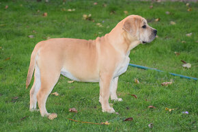 BOERBOEL BALLOTADA -búrský buldok - jihoafrický boerboel - 5